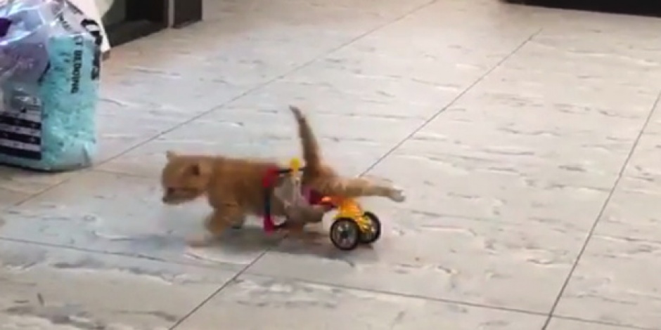 Kiscica kapott Lego kerekesszéket