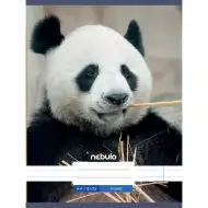 Nebulo: Panda mintás vonalas füzet 81-32 A/4