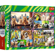 Mókás állatok 4x250db-os puzzle - Trefl