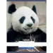 Nebulo: Panda mintás vonalas füzet 81-32 A/4