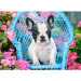Francia Bulldog kölyök 100db-os puzzle - Castorland