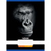 Nebulo: Tűzött sima gorilla mintás füzet 80-32 A/4