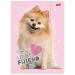My Little Friend Sweet Pomeranian gumis mappa A/4-es méretben