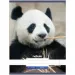 Nebulo: Panda sima füzet A4 80-32
